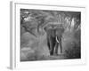 Loxodonta Africana, Lake Manyara National Park, Tanzania-Ivan Vdovin-Framed Photographic Print