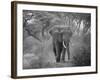 Loxodonta Africana, Lake Manyara National Park, Tanzania-Ivan Vdovin-Framed Photographic Print