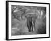 Loxodonta Africana, Lake Manyara National Park, Tanzania-Ivan Vdovin-Framed Photographic Print