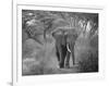 Loxodonta Africana, Lake Manyara National Park, Tanzania-Ivan Vdovin-Framed Photographic Print