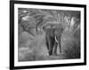 Loxodonta Africana, Lake Manyara National Park, Tanzania-Ivan Vdovin-Framed Photographic Print