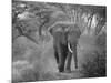 Loxodonta Africana, Lake Manyara National Park, Tanzania-Ivan Vdovin-Mounted Photographic Print