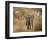 Loxodonta Africana, Lake Manyara National Park, Tanzania-Ivan Vdovin-Framed Photographic Print