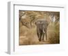 Loxodonta Africana, Lake Manyara National Park, Tanzania-Ivan Vdovin-Framed Photographic Print