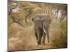 Loxodonta Africana, Lake Manyara National Park, Tanzania-Ivan Vdovin-Mounted Photographic Print