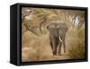 Loxodonta Africana, Lake Manyara National Park, Tanzania-Ivan Vdovin-Framed Stretched Canvas