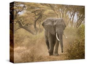 Loxodonta Africana, Lake Manyara National Park, Tanzania-Ivan Vdovin-Stretched Canvas