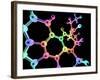 LSD Molecule, Artwork-PASIEKA-Framed Photographic Print