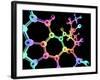 LSD Molecule, Artwork-PASIEKA-Framed Photographic Print