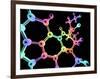 LSD Molecule, Artwork-PASIEKA-Framed Photographic Print