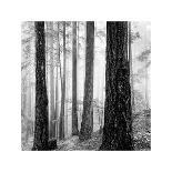 Fog and Trees at Dusk-Lsh-Stretched Canvas