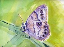 Watercolor Butterfly IV-LuAnn Roberto-Art Print