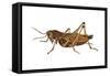 Lubber Grasshopper (Dictyophorus Reticulatus), Insects-Encyclopaedia Britannica-Framed Stretched Canvas