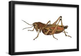 Lubber Grasshopper (Dictyophorus Reticulatus), Insects-Encyclopaedia Britannica-Framed Poster