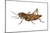 Lubber Grasshopper (Dictyophorus Reticulatus), Insects-Encyclopaedia Britannica-Mounted Poster