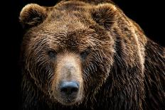 Front View of Brown Bear Isolated on Black Background. Portrait of Kamchatka Bear (Ursus Arctos Ber-Lubos Chlubny-Stretched Canvas