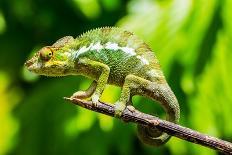Endemic Chameleon of Madagascar on a Branch-Luca Bertalli-Framed Stretched Canvas