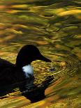 Fall Colors are Reflected in a Pond as a Duck Swims in Milan, Italy, Friday, November 3, 2006-Luca Bruno-Premium Photographic Print