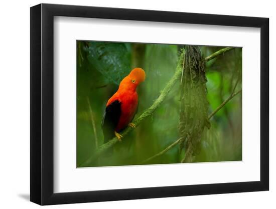 Premium Photographic Print, , large