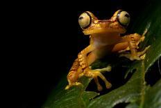 Imbabura tree frog restin on a leaf at night, Ecuador-Lucas Bustamante-Photographic Print