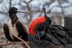 Magnificent frigatebirds pair in courtship display, Galapagos-Lucas Bustamante-Photographic Print