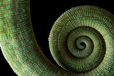 Parson's Chameleon, Andasibe-Mantadia National Park, Moramanga, Madagascar-Lucas Bustamante-Photographic Print