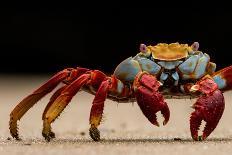 Sally Lightfoot crab on beach, Galapagos Islands-Lucas Bustamante-Photographic Print