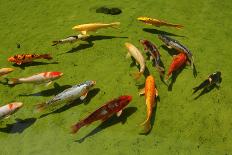 Group Od Koi Fishes in a Pond Swimming.-Lucato-Mounted Photographic Print