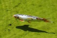 Koi Fish in a Pond Swimming.-Lucato-Photographic Print