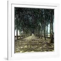 Lucca (Italy), the Promenade, Circa 1895-Leon, Levy et Fils-Framed Photographic Print