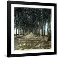 Lucca (Italy), the Promenade, Circa 1895-Leon, Levy et Fils-Framed Photographic Print