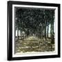 Lucca (Italy), the Promenade, Circa 1895-Leon, Levy et Fils-Framed Photographic Print