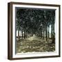 Lucca (Italy), the Promenade, Circa 1895-Leon, Levy et Fils-Framed Photographic Print