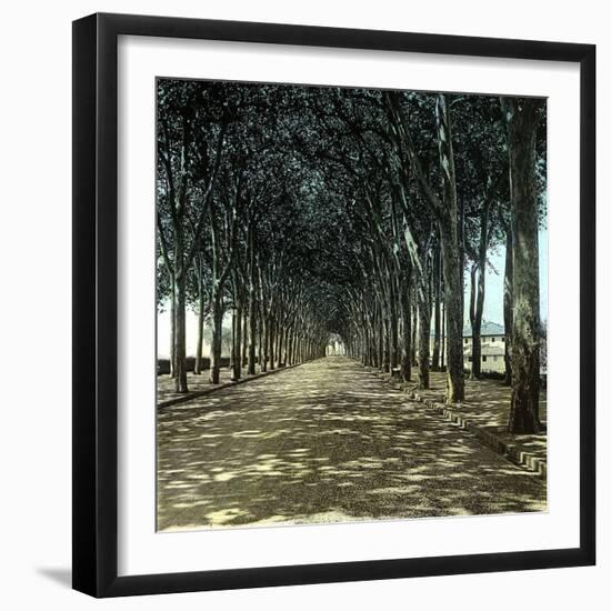 Lucca (Italy), the Promenade, Circa 1895-Leon, Levy et Fils-Framed Photographic Print