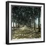 Lucca (Italy), the Promenade, Circa 1895-Leon, Levy et Fils-Framed Photographic Print