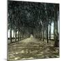 Lucca (Italy), the Promenade, Circa 1895-Leon, Levy et Fils-Mounted Photographic Print