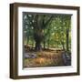 Luce nel bosco-Adriano Galasso-Framed Art Print