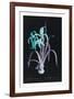 Lucent - Amaryllis-Chris Dunker-Framed Limited Edition