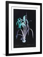 Lucent - Amaryllis-Chris Dunker-Framed Limited Edition