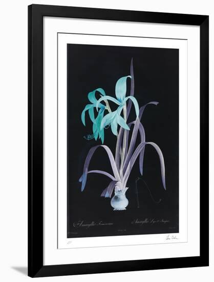 Lucent - Amaryllis-Chris Dunker-Framed Limited Edition