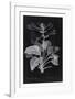 Lucent - Memerocallis-Chris Dunker-Framed Limited Edition