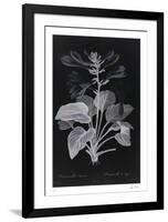 Lucent - Memerocallis-Chris Dunker-Framed Limited Edition