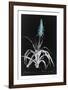 Lucent - Pitcarnia-Chris Dunker-Framed Limited Edition