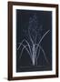 Lucent - Ramosum-Chris Dunker-Framed Giclee Print