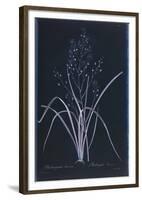 Lucent - Ramosum-Chris Dunker-Framed Giclee Print