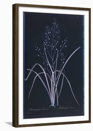 Lucent - Ramosum-Chris Dunker-Framed Giclee Print