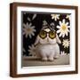 Brown Frame