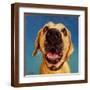 Brown Frame