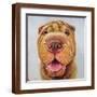Brown Frame