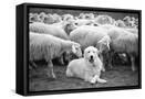 Framed Canvas